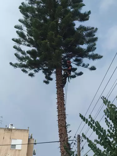 גיזום עצים 2